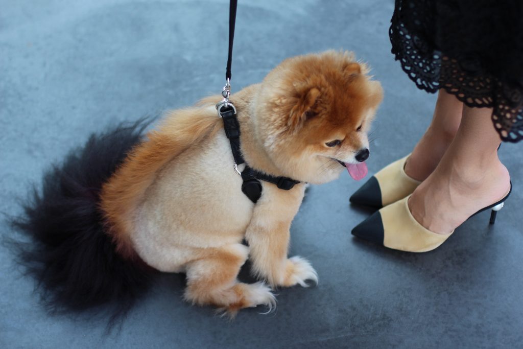 Alexandra Lapp wearing Jadicted, Furla, Chanel in front of Mayfield LA, Melrose